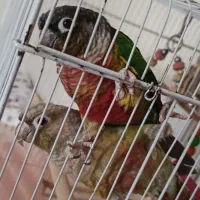 گرینچیک