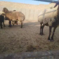 فروشی|حیوانات مزرعه|نطنز, |دیوار