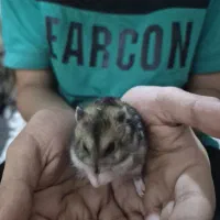 همستر|سگ|یزد, |دیوار