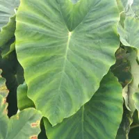 گل بابا آدم بزرگ قدی|گل و گیاه طبیعی|رشت, بازار|دیوار