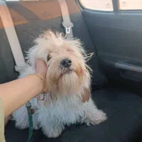 سگ پشمالو شیتیزو