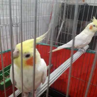 یک جفت عروس هلندی با قفس بزرگ