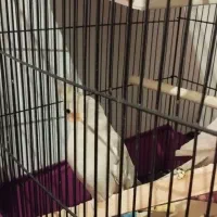 عروس هلندی|پرنده|صباشهر, |دیوار