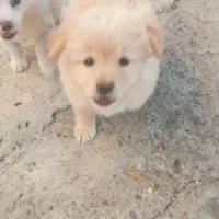 اصلاندوز|سگ|پارسآباد, |دیوار