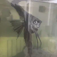 آنجل و کت اسپرت