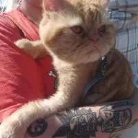 پرشین سوپر فلت