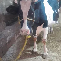 گاو ابستن و نوبر|حیوانات مزرعه|بلبان آباد, |دیوار