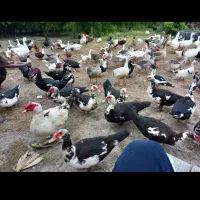 فروش تخم نطفه دار غاز و جوجه غاز و بوقلمون|حیوانات مزرعه|قائم‌شهر, |دیوار