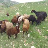 ۱۲عدد میش بره وگوسفند