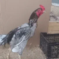 خروس لاری|حیوانات مزرعه|قم, قلعه یزدیها|دیوار