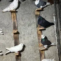 کبوتر پرشی گرما دیده حیون باز باشی میفهمی چین اینا|پرنده|بابل, |دیوار