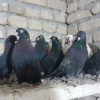 فروش کبوتر|پرنده|نوشین شهر, |دیوار