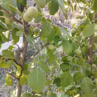 گردو تکانی یاگردوزنی به صورت روزموزدی یاکنترات|خدمات باغبانی و درختکاری|سنندج, |دیوار