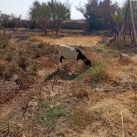 معامله بامتور