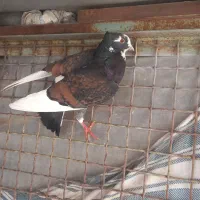 کبوتر|پرنده|تبریز, |دیوار