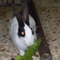 خرگوش خانگی