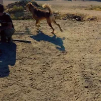 واگذاری سگ|سگ|بردسکن, |دیوار