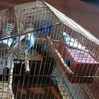 مرغ عشق|پرنده|امیدیه, |دیوار