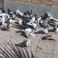 کبوتر نقشی شهرضا|پرنده|شهرضا, |دیوار