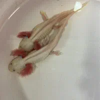 ماهی اکواریوم ماهی خندان|ماهی|تهران, سعیدآباد|دیوار