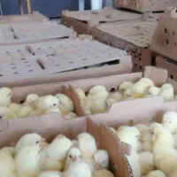 جوجه یک روز|حیوانات مزرعه|کرج, فاز ۴ مهرشهر|دیوار