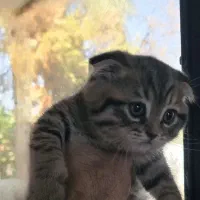 گربه اسکاتیش و اسفینکس|گربه|جیرفت, |دیوار