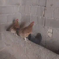 فروش مرغ و بوقلمون