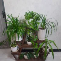 گل گلدان|گل و گیاه طبیعی|شیراز, کوشک میدان|دیوار