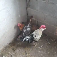 مرغ تخمگذار|حیوانات مزرعه|سهند, |دیوار