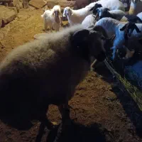 قوچ بره ماده|حیوانات مزرعه|بافت, |دیوار