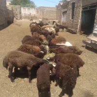 بره‌نروماده