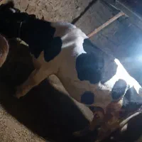 گاو آبستن4شکم