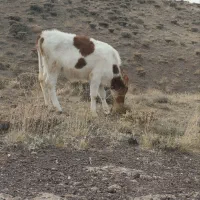 گوساله|حیوانات مزرعه|ارشق, |دیوار