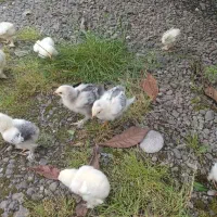 فروش۱۰ عدد جوجه برهما ۵۰۰