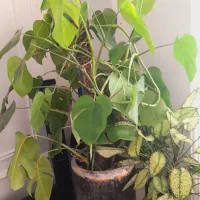 گلدان آپارتمانی