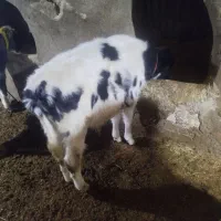 گوساله داشتی درجه ۱