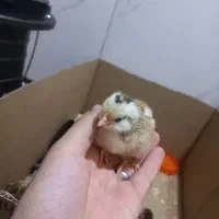 جوجه مرغ کوردی اصل