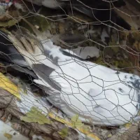 کبوتر|پرنده|ایلام, |دیوار