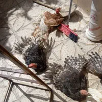 بوقلمون 6ماهه