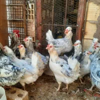 مرغ گلین طوسی اصل اصل|حیوانات مزرعه|رفسنجان, |دیوار