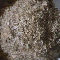 کاه لوبیاچیتی