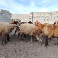 گوسفند وتوغلی نر وماده|حیوانات مزرعه|اردبیل, |دیوار