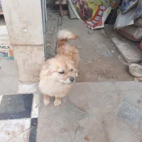 توله ۸ ماهه|سگ|بومهن, |دیوار