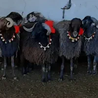 توله نر ی ساله