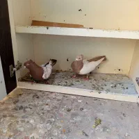 کبوتر سینه ای چندجفت|پرنده|کرج, اخگرآباد|دیوار