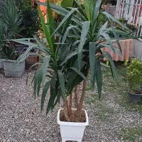 گل (گیاه) یوکا زیبا تنه دار