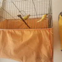 تعدادی قناری نروماده اماده وبخون وجوجه دوماهه|پرنده|ساوه, |دیوار