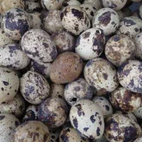 تخم و جوجه بلدرچین