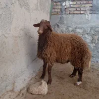 قوچ|حیوانات مزرعه|کوهدشت, |دیوار