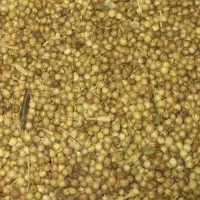 گشنیز|عمده‌فروشی|اسدآباد, |دیوار